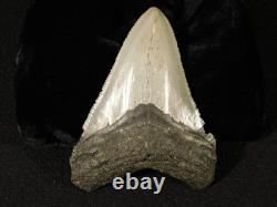 Big! OVER THREE Inch! SERRATED MEGALODON SHARK Tooth Fossil 58.6gr