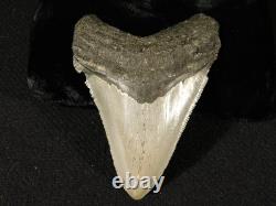 Big! OVER THREE Inch! SERRATED MEGALODON SHARK Tooth Fossil 58.6gr