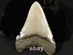 Big! OVER THREE Inch! SERRATED MEGALODON SHARK Tooth Fossil 58.6gr
