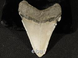 Big! OVER THREE Inch! SERRATED MEGALODON SHARK Tooth Fossil 58.6gr