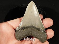 Big! OVER THREE Inch! SERRATED MEGALODON SHARK Tooth Fossil 58.6gr
