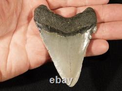 Big! OVER THREE Inch! SERRATED MEGALODON SHARK Tooth Fossil 58.6gr