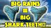 Big Rains Uncover Big Shark Teeth So Many Giant Fossils