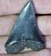 Big Top Quality Large Ancient Fossil Great White Shark Tooth Not Megalodon Aaa