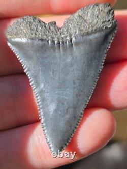 Big Top Quality Large Ancient Fossil Great White Shark Tooth Not Megalodon Aaa