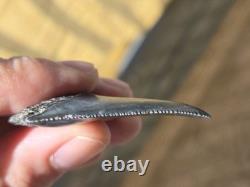 Big Top Quality Large Ancient Fossil Great White Shark Tooth Not Megalodon Aaa