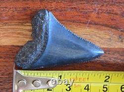 Big Top Quality Large Ancient Fossil Great White Shark Tooth Not Megalodon Aaa