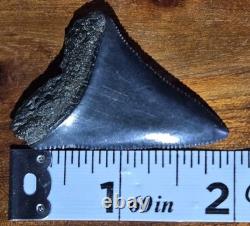 Big Top Quality Large Ancient Fossil Great White Shark Tooth Not Megalodon Aaa