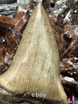 Big Wide 2.8 Carcharodon Mako Tooth Hastalis Megalodon Era South Carolina