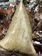 Big Wide 2.8 Carcharodon Mako Tooth Hastalis Megalodon Era South Carolina