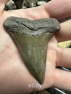 Big Wide 2.8 Carcharodon Mako Tooth Hastalis Megalodon Era South Carolina