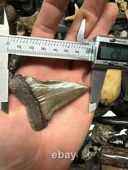 Big Wide 2.8 Carcharodon Mako Tooth Hastalis Megalodon Era South Carolina