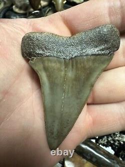 Big Wide 2.8 Carcharodon Mako Tooth Hastalis Megalodon Era South Carolina