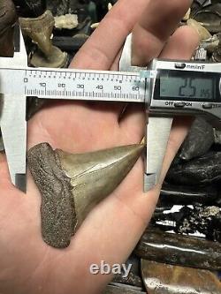 Big Wide 2.8 Carcharodon Mako Tooth Hastalis Megalodon Era South Carolina
