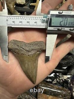 Big Wide 2.8 Carcharodon Mako Tooth Hastalis Megalodon Era South Carolina