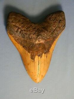 Biggest Of The Biggest 6 7/8 Inch Megalodon Shark Tooth Fossil