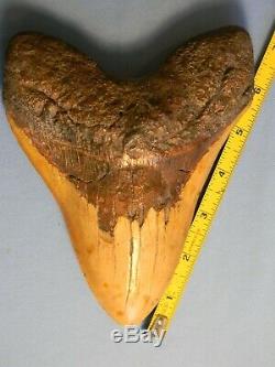 Biggest Of The Biggest 6 7/8 Inch Megalodon Shark Tooth Fossil