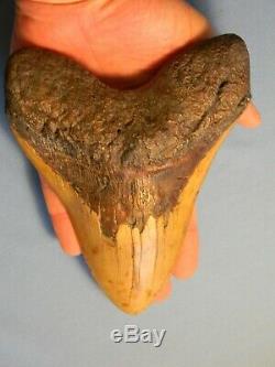 Biggest Of The Biggest 6 7/8 Inch Megalodon Shark Tooth Fossil