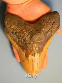 Biggest Of The Biggest 6 7/8 Inch Megalodon Shark Tooth Fossil