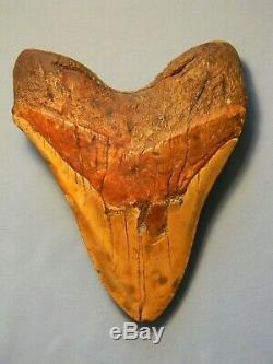 Biggest Of The Biggest 6 7/8 Inch Megalodon Shark Tooth Fossil