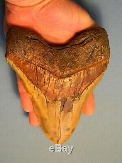 Biggest Of The Biggest 6 7/8 Inch Megalodon Shark Tooth Fossil