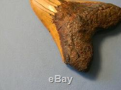 Biggest Of The Biggest 6 7/8 Inch Megalodon Shark Tooth Fossil