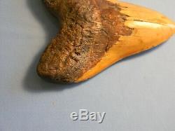 Biggest Of The Biggest 6 7/8 Inch Megalodon Shark Tooth Fossil