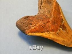 Biggest Of The Biggest 6 7/8 Inch Megalodon Shark Tooth Fossil