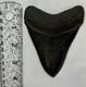 Black Megalodon Shark Tooth Fossil, Seller Sourced, Hilton Head, Sc, Large Rare