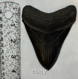Black Megalodon Shark Tooth Fossil, SELLER SOURCED, HILTON HEAD, SC, LARGE RARE