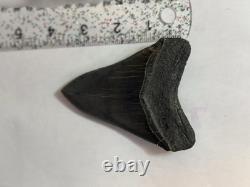 Black Megalodon Shark Tooth Fossil, SELLER SOURCED, HILTON HEAD, SC, LARGE RARE
