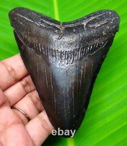 Black Megalodon Shark Tooth Real Fossil- 3.88 No Restoration & Not Replica
