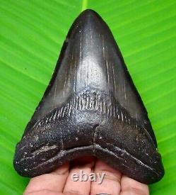 Black Megalodon Shark Tooth Real Fossil- 3.88 No Restoration & Not Replica