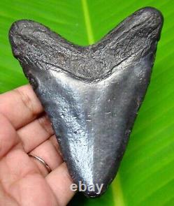 Black Megalodon Shark Tooth Real Fossil- 3.88 No Restoration & Not Replica