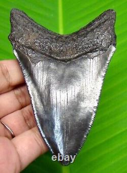 Black Megalodon Shark Tooth Real Fossil 3.89- No Restoration Not Replica