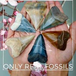 Black Stunning Megalodon Shark Tooth 3.82 100% Real Fossil No Repair
