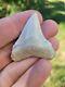 Blue Site Megalodon Shark Tooth Fossil Chubutensis