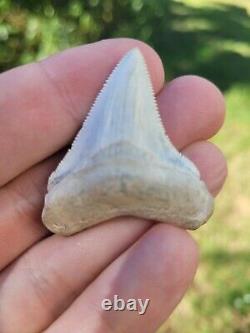Blue Site Megalodon Shark Tooth Fossil Chubutensis