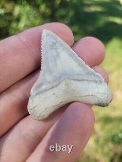 Blue Site Megalodon Shark Tooth Fossil Chubutensis