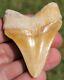 Bone Valley Chubutensis Shark Tooth Fossil Not Megalodon