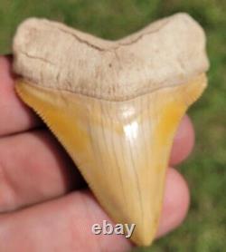 Bone Valley Chubutensis Shark Tooth Fossil Not Megalodon