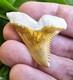 Bone Valley Hemipristis Shark Tooth Fossil Not Megalodon 1.6