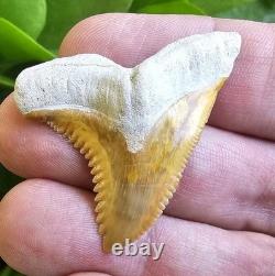 Bone Valley Hemipristis Shark Tooth Fossil Not Megalodon 1.6