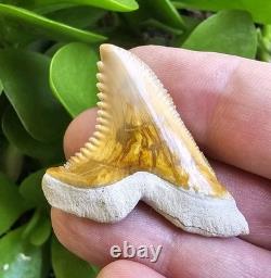 Bone Valley Hemipristis Shark Tooth Fossil Not Megalodon 1.6