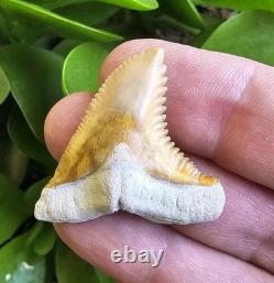 Bone Valley Hemipristis Shark Tooth Fossil Not Megalodon 1.6
