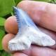 Bone Valley Hemipristis Shark Tooth Fossil Not Megalodon 1.7