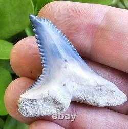 Bone Valley Hemipristis Shark Tooth Fossil Not Megalodon 1.7
