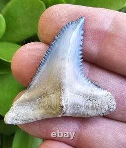 Bone Valley Hemipristis Shark Tooth Fossil Not Megalodon 1.7