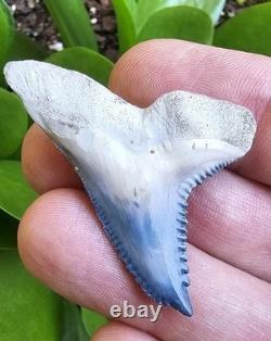 Bone Valley Hemipristis Shark Tooth Fossil Not Megalodon 1.7