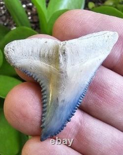 Bone Valley Hemipristis Shark Tooth Fossil Not Megalodon 1.7